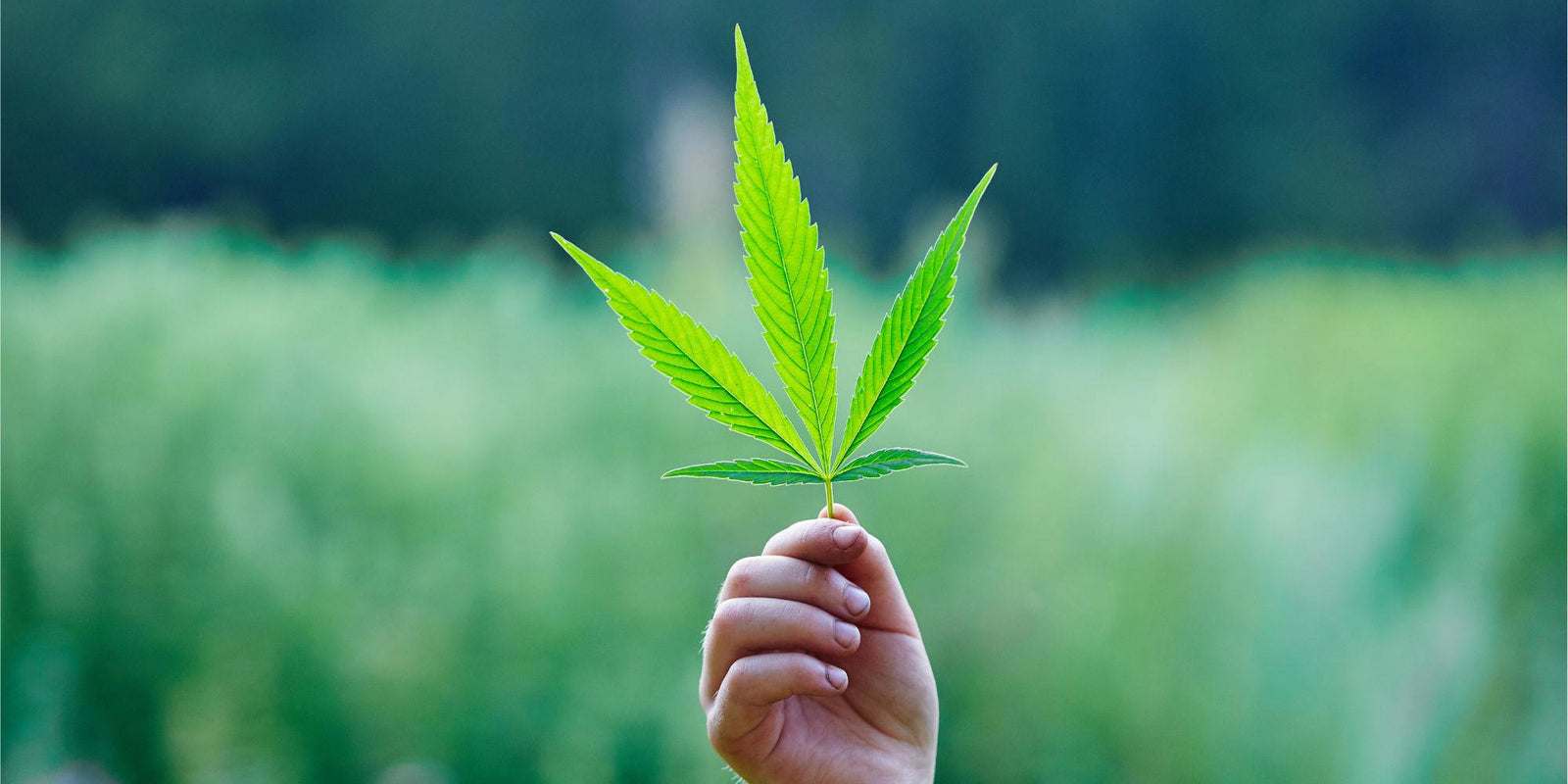 A hand holding a marijuana leaf.