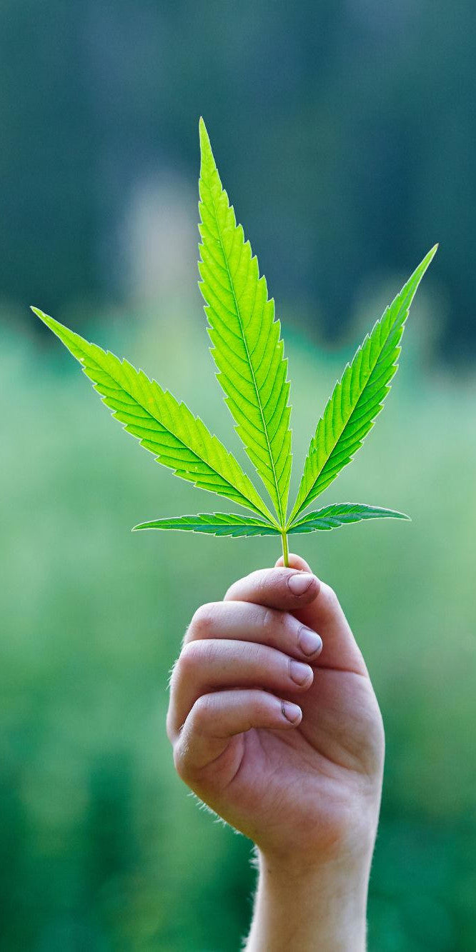 A hand holding a marijuana leaf.